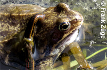 Blutegel saugt an Grasfrosch © F. Züge Blutegel saugt an Grasfrosch © F. Züge