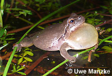 Laubfrosch Hyla arborea