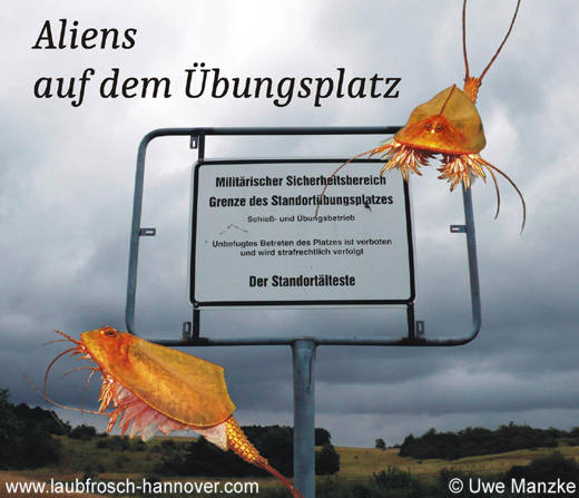 Triops cancriformis © U. Manzke Triops cancriformis © U. Manzke