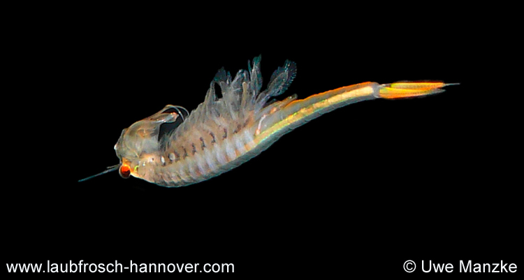 Branchipus schaefferi © U. Manzke