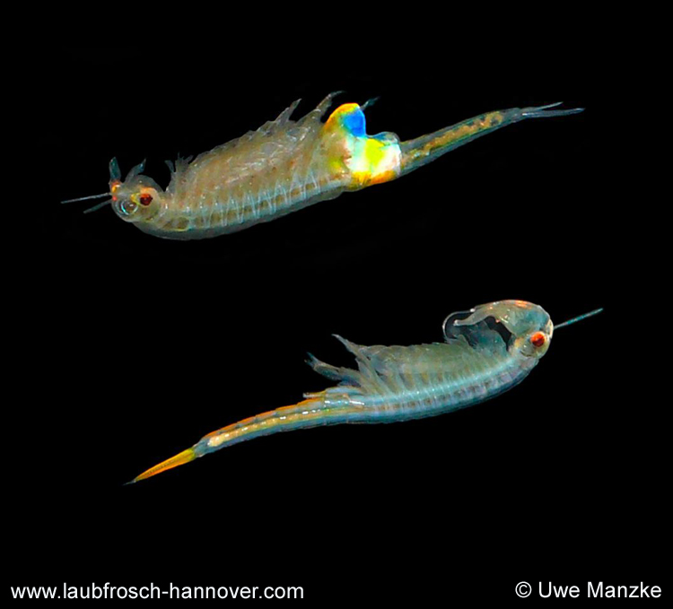 Branchipus schaefferi © U. Manzke