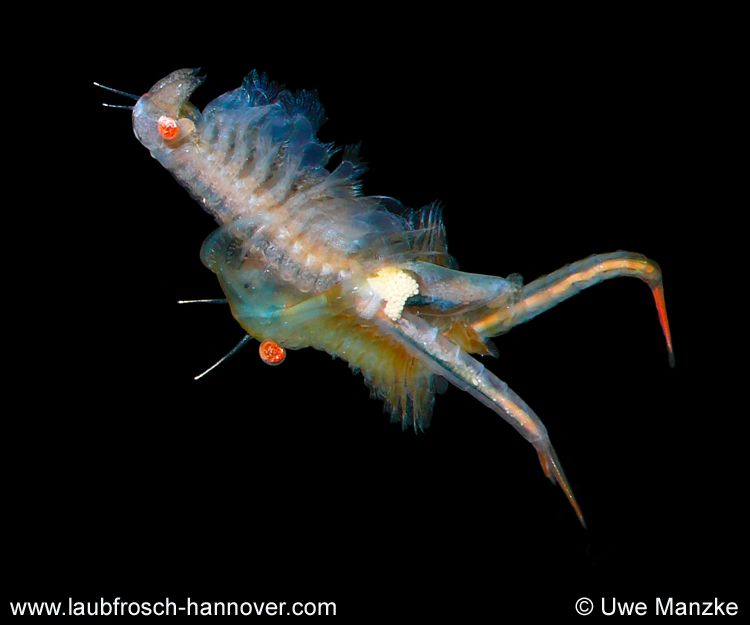 Chirocephalus-diaphanus © U. Manzke Chirocephalus-diaphanus © U. Manzke