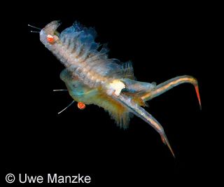 Paarung bei Chirocephalus diaphanus © U. Manzke Paarung bei Chirocephalus diaphanus © U. Manzke