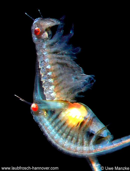 Paarung bei Chirocephalus diaphanus © U. Manzke Paarung bei Chirocephalus diaphanus © U. Manzke