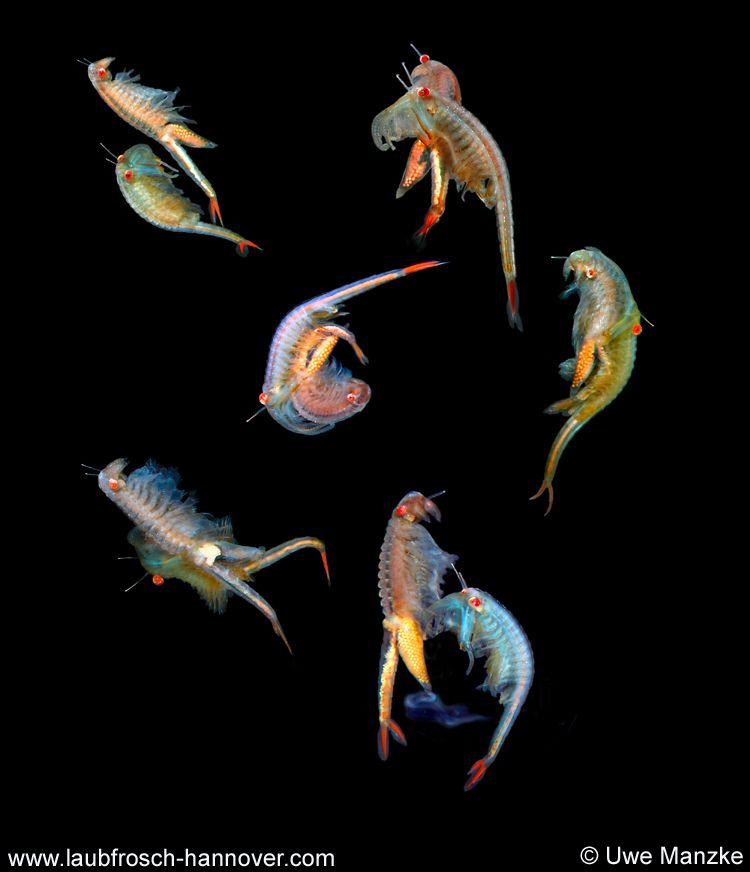 Paarung bei Chirocephalus diaphanus © U. Manzke Paarung bei Chirocephalus diaphanus © U. Manzke