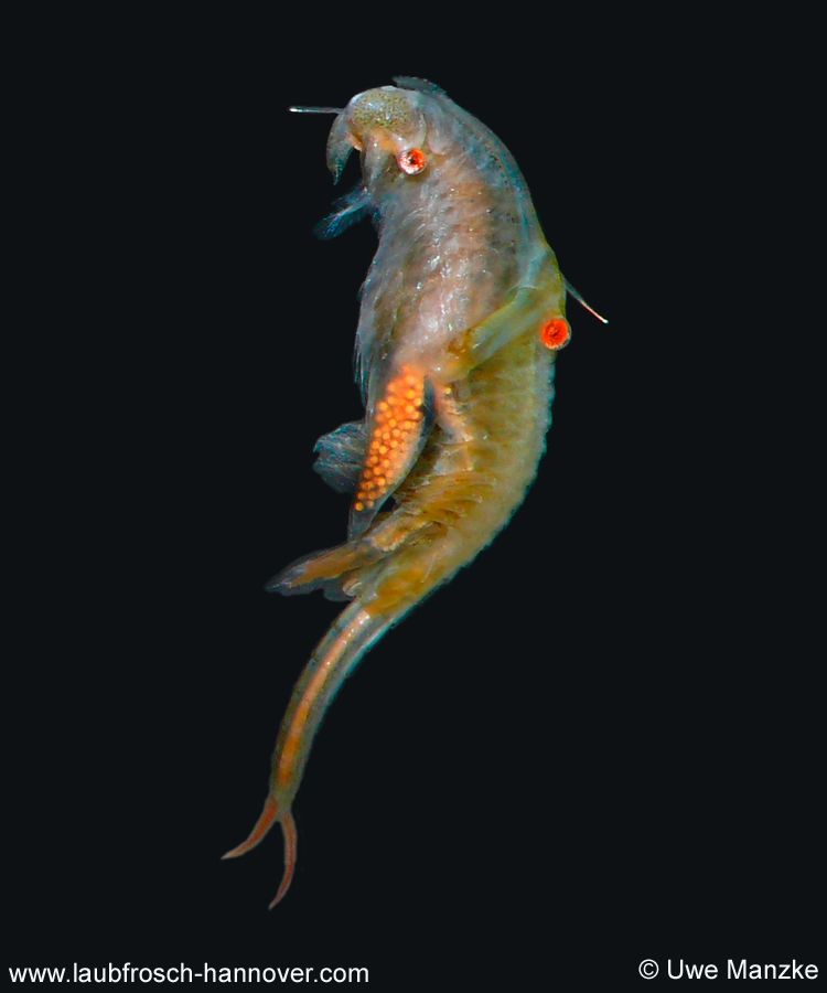 Chirocephalus-diaphanus © U. Manzke Chirocephalus-diaphanus © U. Manzke