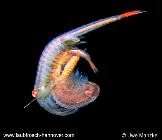 Paarung bei Chirocephalus diaphanus © U. Manzke Paarung bei Chirocephalus diaphanus © U. Manzke