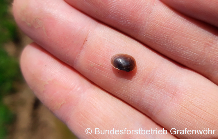 Cyzicus cf. tetracerus &copy; Bundesforstbetrieb Grafenw&ouml;hr