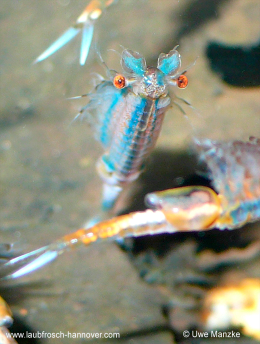 Eubranchipus-grubii © U. Manzke