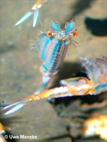 Eubranchipus-grubii © U. Manzke