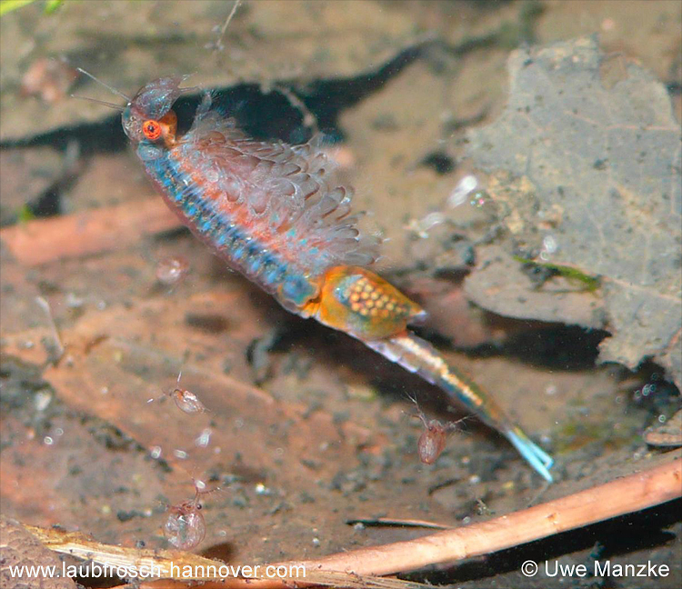 Eubranchipus-grubii © U. Manzke