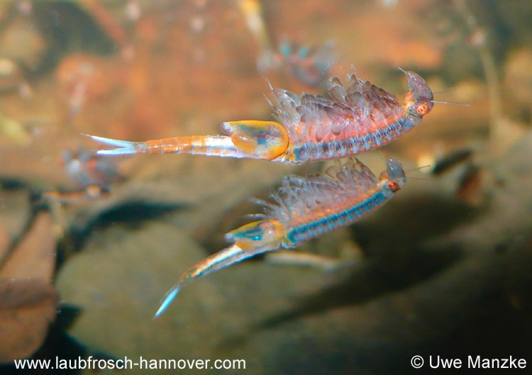 Eubranchipus-grubii © U. Manzke