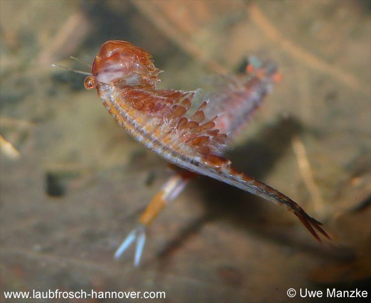 Eubranchipus-grubii © U. Manzke