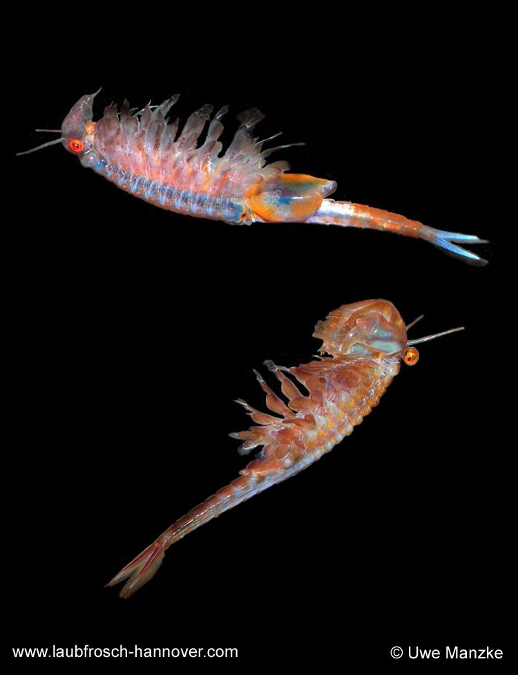 Eubranchipus-grubii © U. Manzke