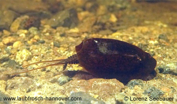 Schuppenschwanz &copy; L. Sebauer