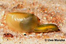 Paarungssituation bei Leptestheria dahalacensis © U. Manzke Paarungssituation bei Leptestheria dahalacensis © U. Manzke