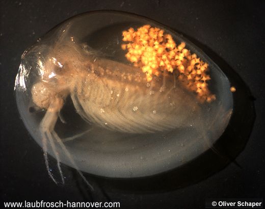 Limnadialenticularis © O. Schaper