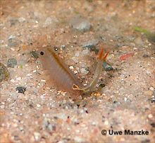 Streptocephalus torvicornis Eiablage © U. Manzke Streptocephalus torvicornis Eiablage © U. Manzke