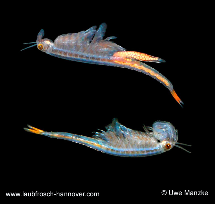 Streptocephalus-torvicornis © U. Manzke