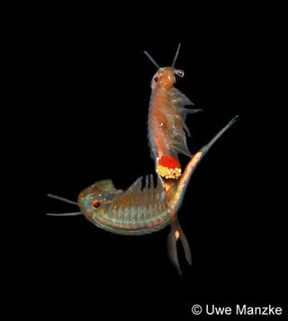 Paarung bei Tanymastix stagnalis © U. Manzke
