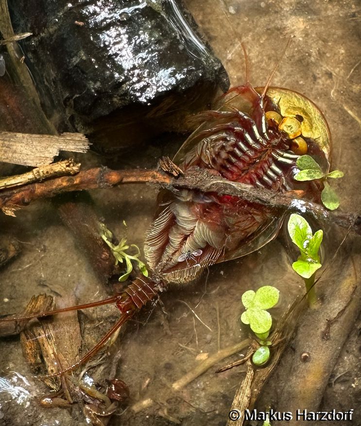 Triops cancriformis © M. Harzdorf