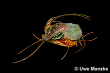 Paarung bei Triops cancriformis © U. Manzke Paarung bei Triops cancriformis © U. Manzke