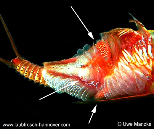Triops cancriformis © U. Manzke