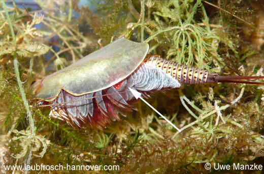Triops cancriformis © U. Manzke