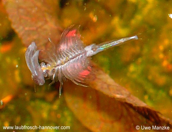 Artemia sp.  © U. Manzke Artemia sp. © U. Manzke