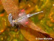 Artemia sp. © U. Manzke pic