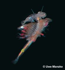 Artemia sp. © U. Manzke pic