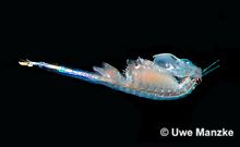 Artemia sp. © U. Manzke pic