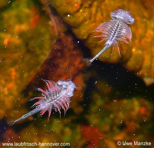 Artemia sp.  © U. Manzke Artemia sp. © U. Manzke