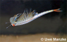 Chirocephalus diaphanus © U.Manzke pic