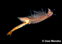 Chirocephalus diaphanus rotes Weibchen © U. Manzke