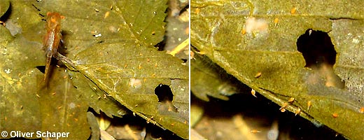 Eubranchipus-grubii © O. Schaper