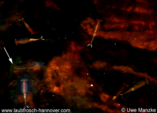 Eubranchipus grubii © U. Manzke Eubranchipus-grubii © U. Manzke