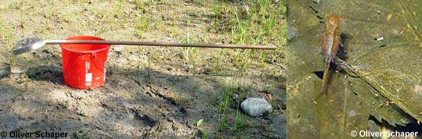 Suche nach dem Frühjahrsfeenkrebs Eubranchipus grubii mit dem Kescher © O. Schaper Suche nach dem Frühjahrsfeenkrebs Eubranchipus grubii mit dem Kescher © O. Schaper