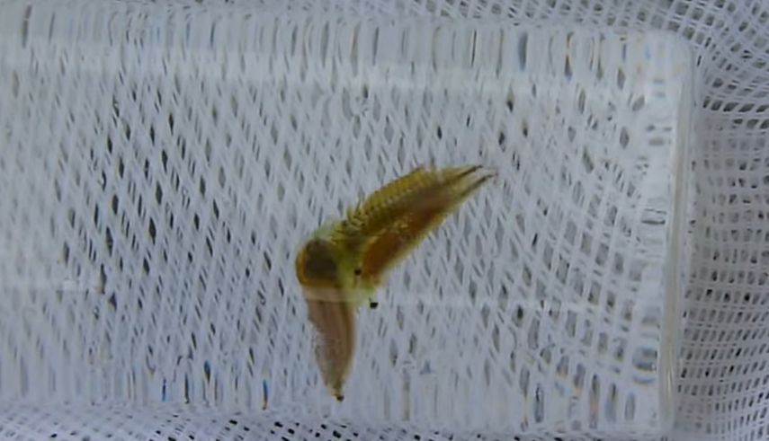 Fehlamplexus bei Polyartemia forcipata © U. Manzke Fehlamplexus bei Polyartemia forcipata © U. Manzke