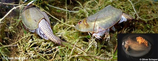 Triops cancriformis © U. Manzke Triops cancriformis © U. Manzke