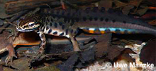 Teichmolchmännchen in Balztracht © U. Manzke Teichmolchmännchen in Balztracht © U. Manzke